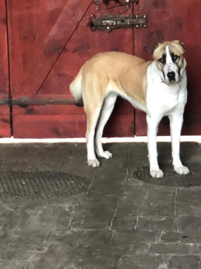 Életfa Vendégház Eger Esterno foto